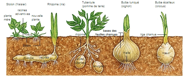 tige latin tibia flûte - LAROUSSE