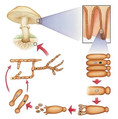 Cycle de vie de l'agaric