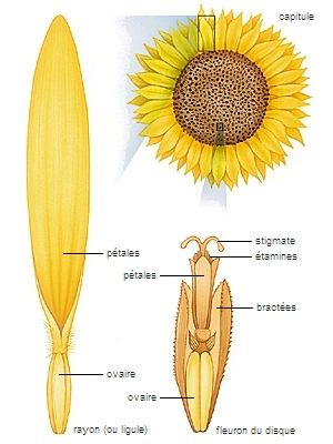 Structure de la fleur d'une composée