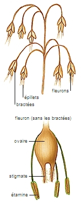 Structure de la fleur d'une graminée