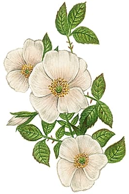Fleurs d'églantier