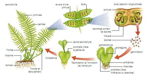 Afficher l'image d'origine