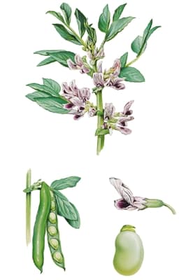 Fève – Média LAROUSSE