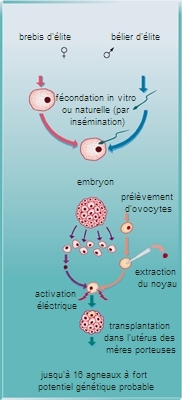 Clonage par transfert de noyau de cellules indifférenciées d'embryon