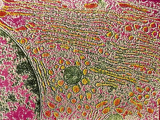 Cellule vue au microscope