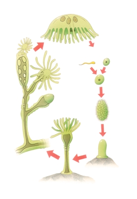Cycle biologique d'une obélie