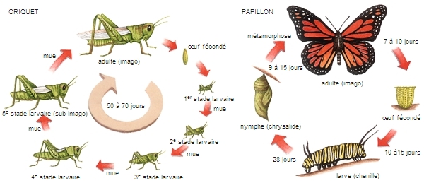 Coccinelle – Média LAROUSSE