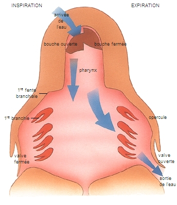 Système respiratoire des poissons