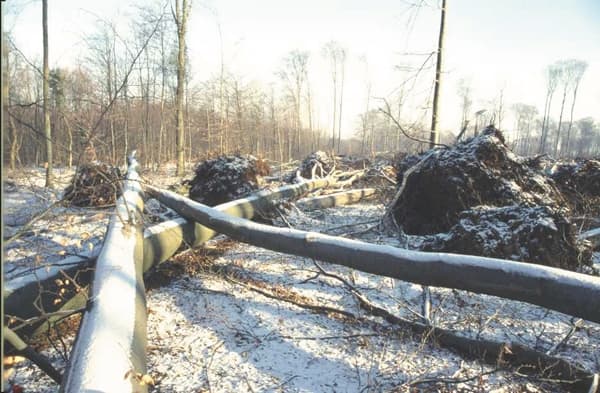 Tempête, forêt de Haye, 1999