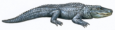 Cri de crocodile