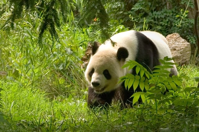 Grand panda