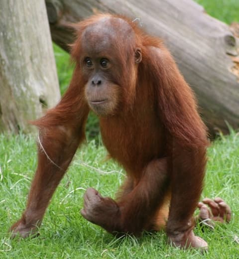 Orang-outan