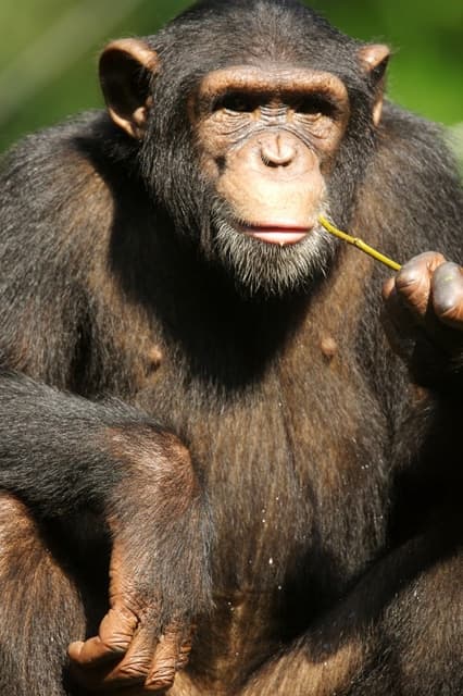 L'orang-outan, le singe qui sait parler du passé