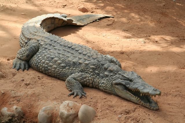 https://www.larousse.fr/encyclopedie/data/images/1309518-Crocodile.jpg