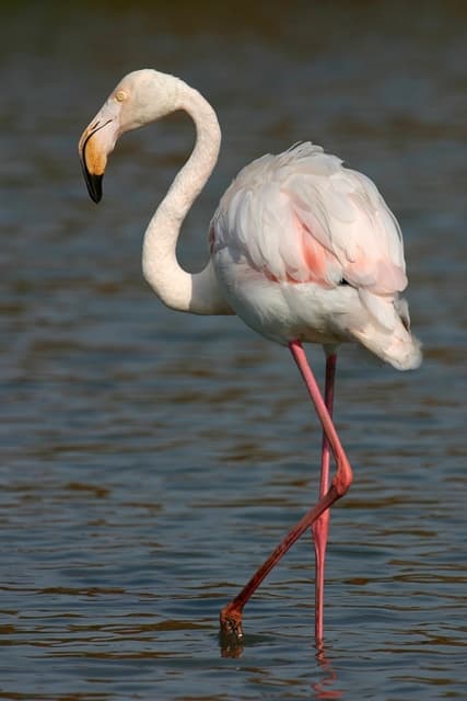 Flamant rose