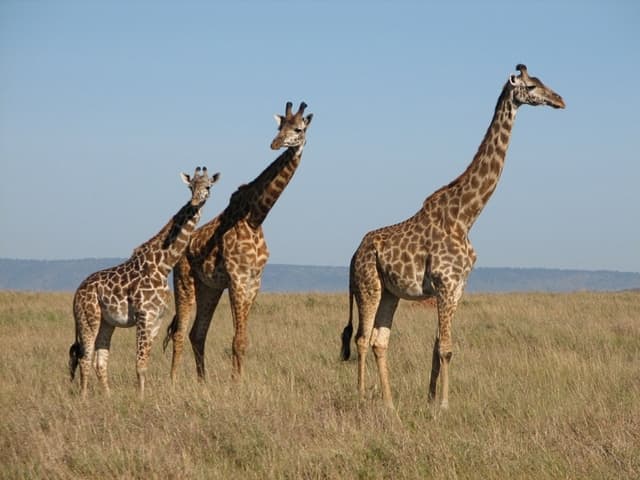 girafe - LAROUSSE