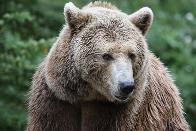 Canada : rare apparition d'un ours polaire dans le sud du pays