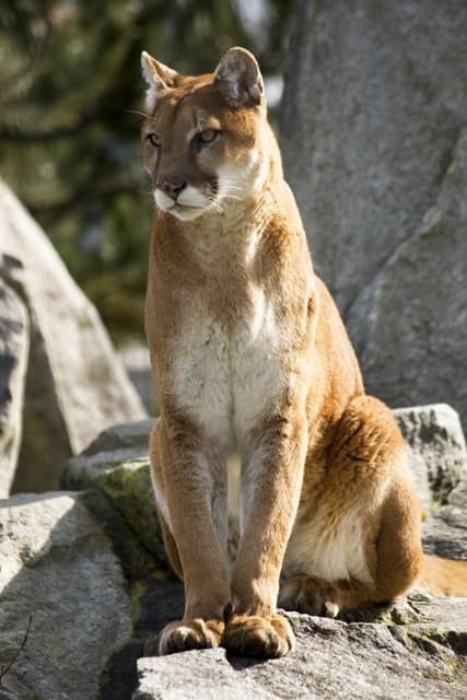 animal puma taille