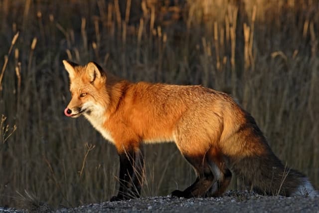 Faire la différence entre empreinte de chien et de renard