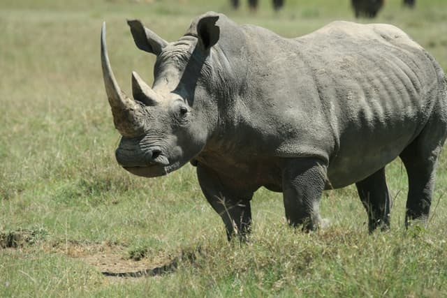 Rhinoceros Rhinoceros