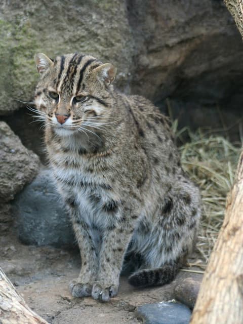 Isère. Un chat trouvé avec une patte prise dans un piège interdit