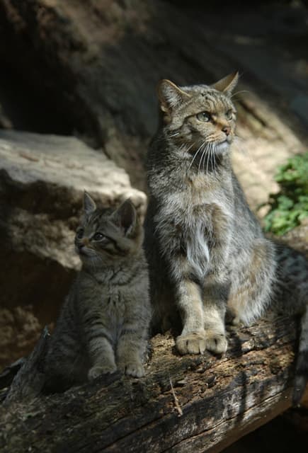 Chat sauvage et petit