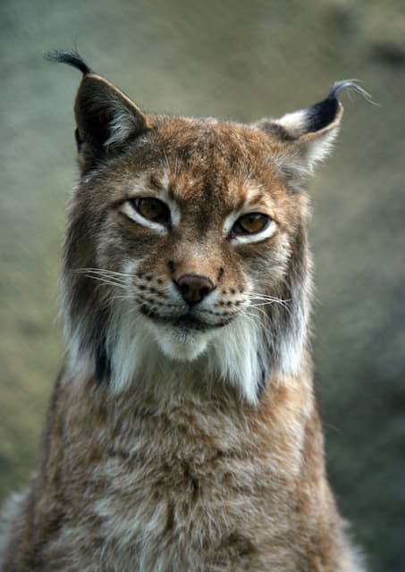 Le lynx boréal : à qui sont ces petites oreilles en pinceaux ?