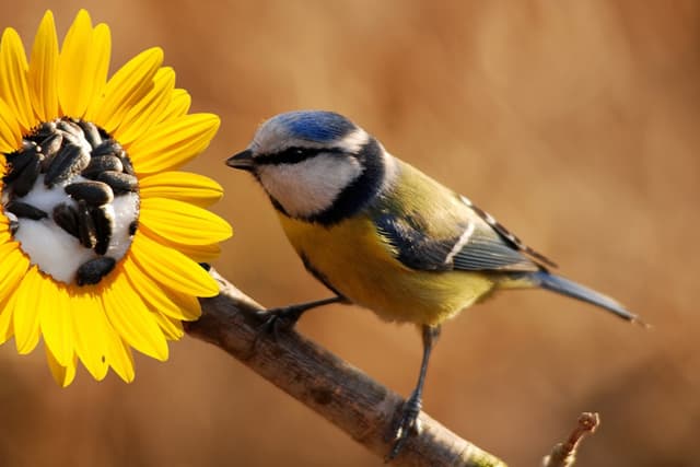 mésange francique *meisinga LAROUSSE