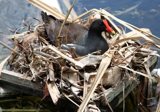 Poule d'eau