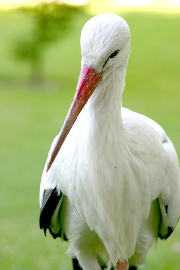 Cigogne blanche