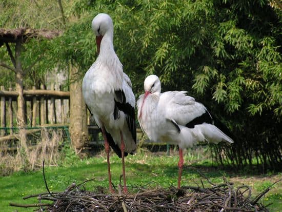 Cigognes blanches