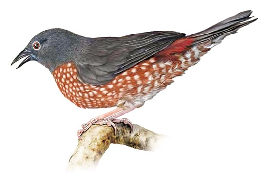 Astrild de Monteiro ou sénégali brun