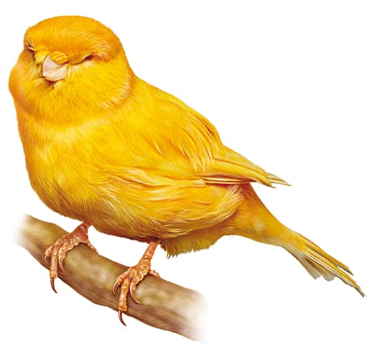 Canari