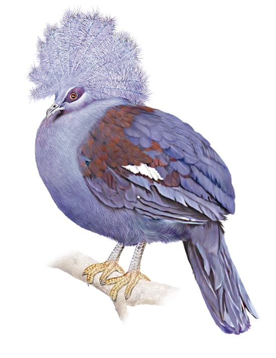 Pigeon goura couronné