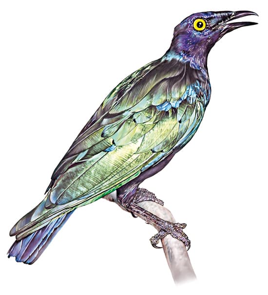 Merle métallique Merle métallique