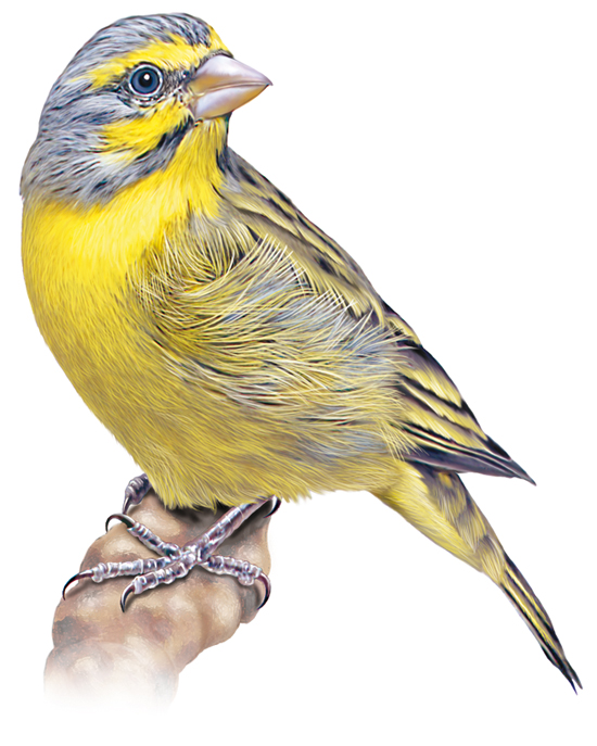 Serin du Mozambique Serin du Mozambique