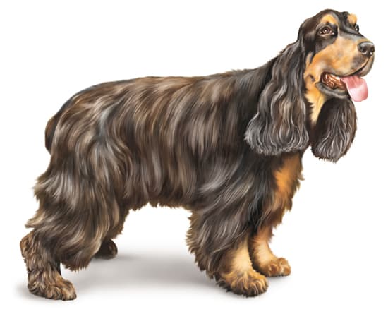 Cocker spaniel ou spaniel