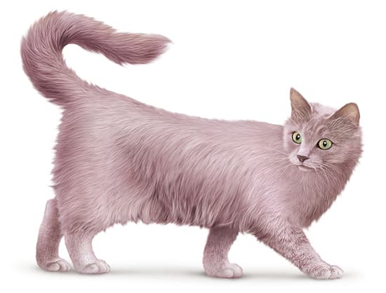 Chat angora