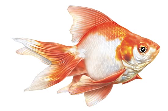 Carassin doré ou cyprin Carassin doré ou cyprin