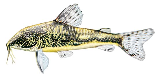 Corydora paleatus