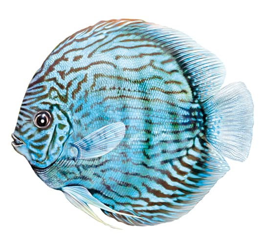 Discus Discus