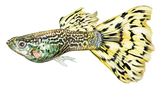 Guppy