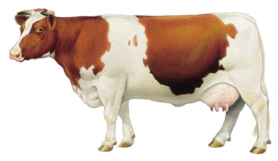 Vache de la race pie rouge des plaines.