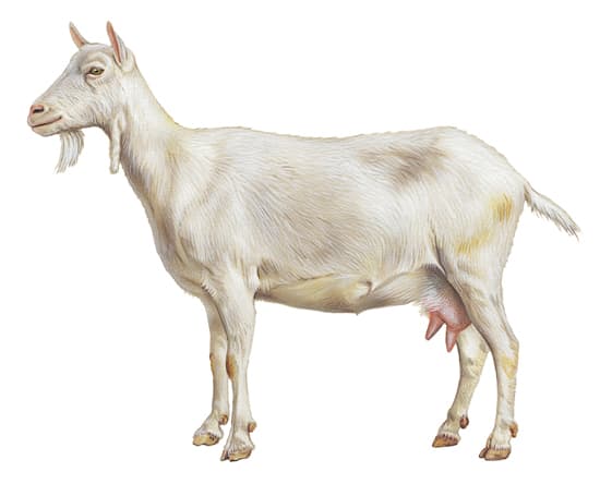 Chèvre saanen ou saanen