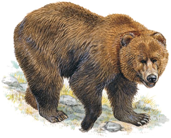Kodiak (Ursus arctos)