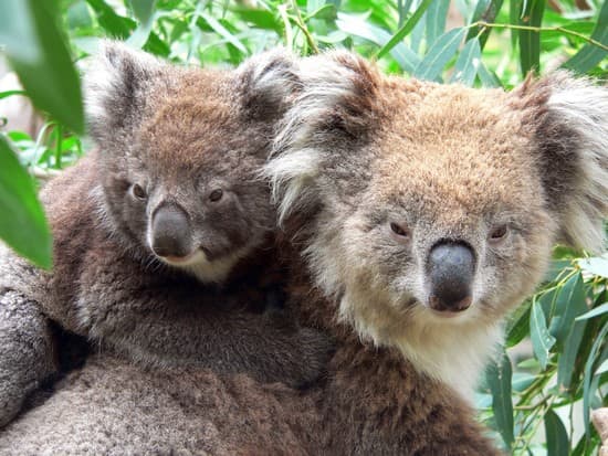 Koala - Faits, Alimentation, Habitat & Photos sur