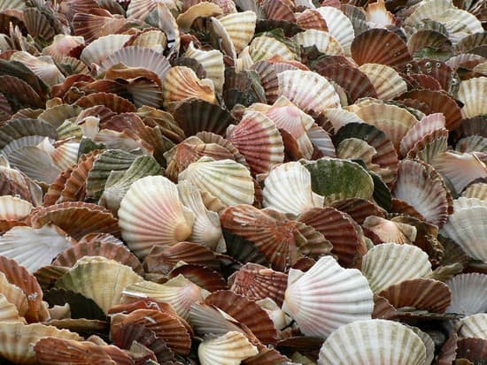 Coquilles Saint-jacques