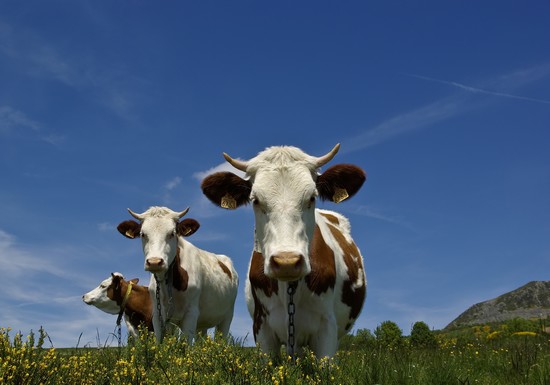Vaches dans un paturage