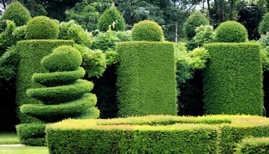 Jardin composé de buis taillés