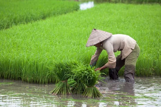 Personne travaillant dans une rizière en Asie
